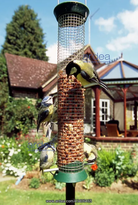 : Great Tits & Blue Tits (Cyanistes caeruleus) - : Great Tits & Blue Tits (Cyanistes caeruleus) -