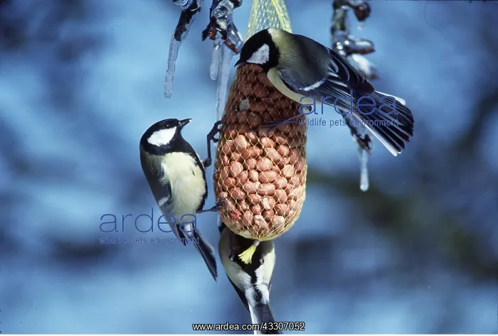 : GREAT TITS - feeding on nut feeder : GREAT TITS - feeding on nut feeder