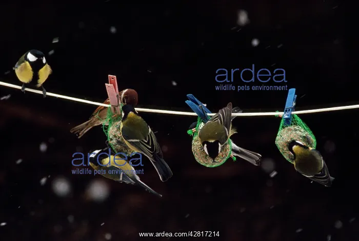 : GREAT TITS - feeding from nut feeders, hanging : GREAT TITS - feeding from nut feeders, hanging