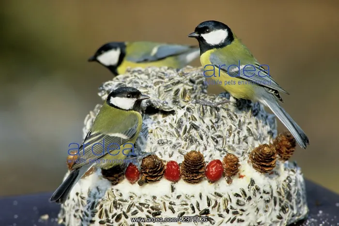 : Great Tits - feeding from seed-cake : Great Tits - feeding from seed-cake