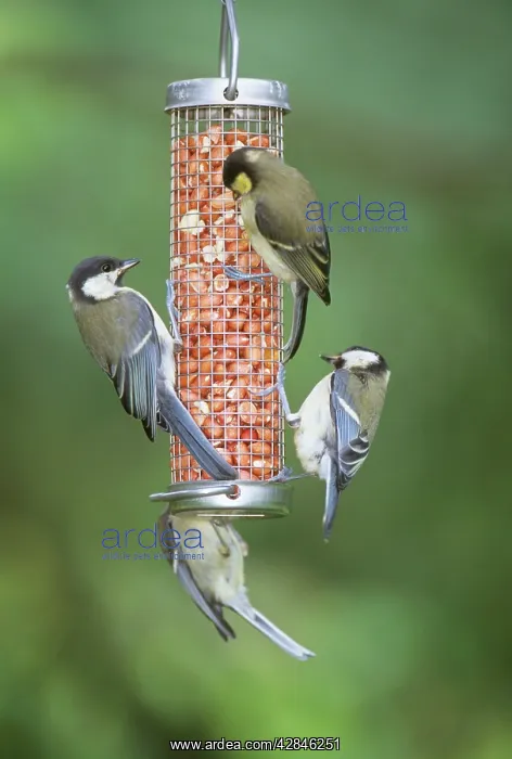: GREAT TITS - ON NUT FEEDER : GREAT TITS - ON NUT FEEDER