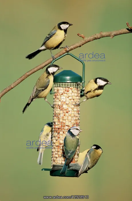 : Great TITS (Parus major) and Blue Tits (Cyanistes : Great TITS (Parus major) and Blue Tits (Cyanistes