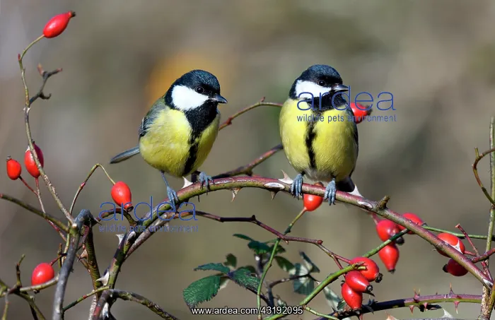 : Great Tits (Parus major) on a branch and rose hips : Great Tits (Parus major) on a branch and rose hips