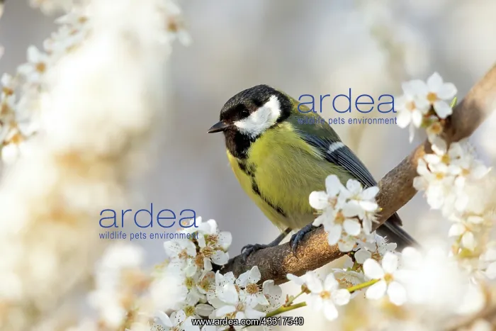 : Great tits (Parus major) standing on a plum tree : Great tits (Parus major) standing on a plum tree