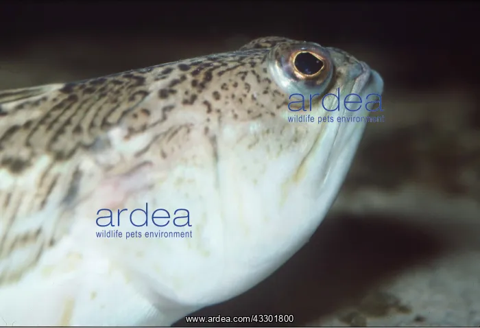 : Great WEEVER FISH : Great WEEVER FISH