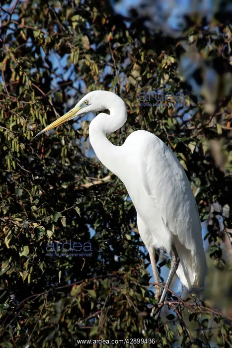 : Great White Egret : Great White Egret