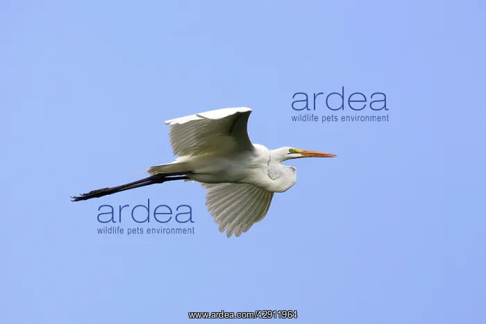 : Great White Egret : Great White Egret