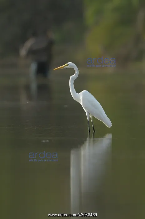 : Great White Egret : Great White Egret