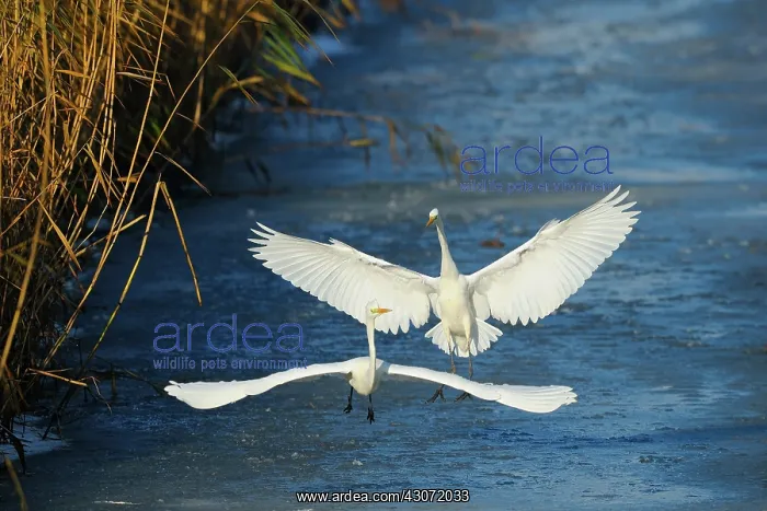 : Great White Egret : Great White Egret