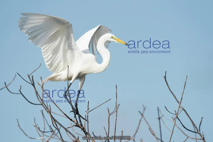 : Great White Egret : Great White Egret