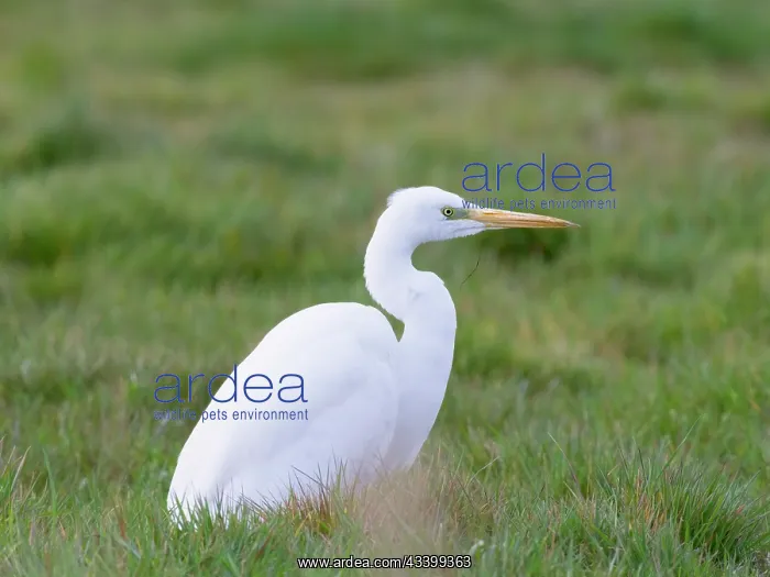 : Great white egret : Great white egret