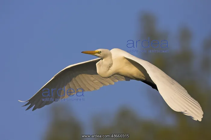 : Great White Egret, (Adrea alba, Syn: Casmerodius albus : Great White Egret, (Adrea alba, Syn: Casmerodius albus