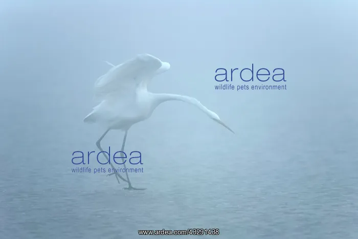 : Great white egret - an adult Great white heron in dense morn : Great white egret - an adult Great white heron in dense morn