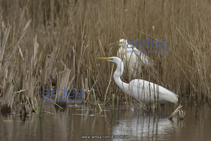 : Great white egret (Ardea alba) adult bird in water on the edge of a reedbed calling to another bird : Great white egret (Ardea alba) adult bird in water on the edge of a reedbed calling to another bird