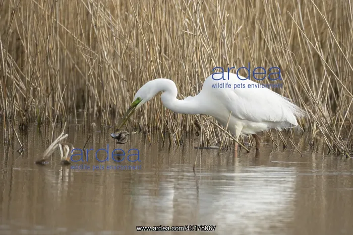 : Great white egret (Ardea alba) adult bird in water on the edge of a reedbed with a frog for food in its beak in spring : Great white egret (Ardea alba) adult bird in water on the edge of a reedbed with a frog for food in its beak in spring