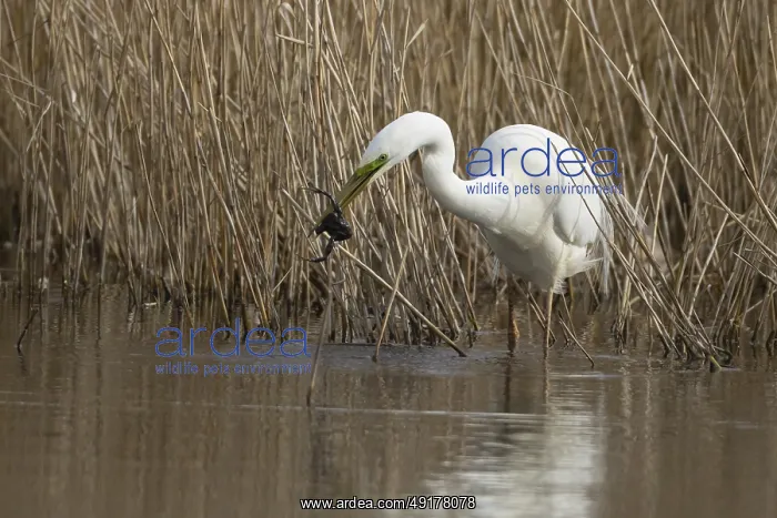 : Great white egret (Ardea alba) adult bird in water on the edge of a reedbed with a frog for food in its beak in spring : Great white egret (Ardea alba) adult bird in water on the edge of a reedbed with a frog for food in its beak in spring