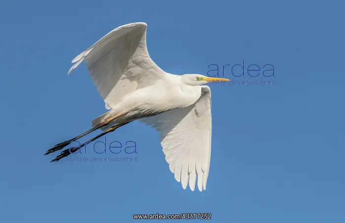 : Great White Egret, Ardea alba, in flight over lake : Great White Egret, Ardea alba, in flight over lake