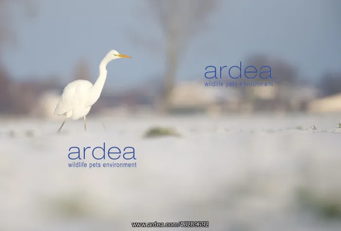 : Great White Egret (Ardea alba) walking on snow : Great White Egret (Ardea alba) walking on snow