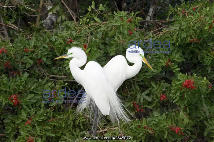  : Great White Egret - Breeding pair in tree
