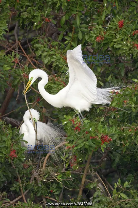 : Great White Egret - Breeding pair in tree, passing stick : Great White Egret - Breeding pair in tree, passing stick