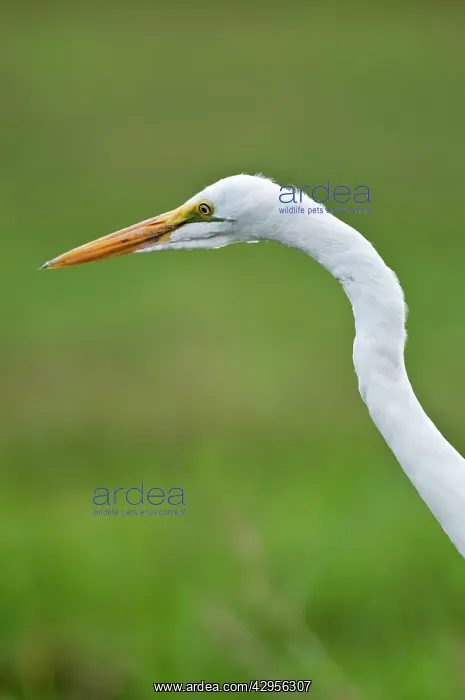 : Great White Egret - close up of head and neck : Great White Egret - close up of head and neck