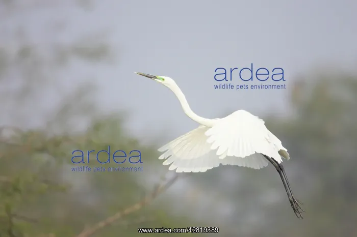 : Great White Egret - coming in to land : Great White Egret - coming in to land