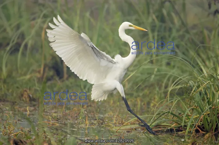 : Great White Egret - coming in to land : Great White Egret - coming in to land