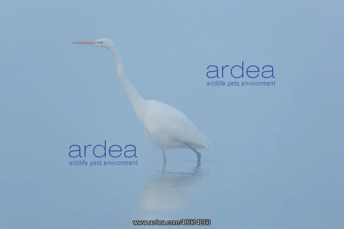 : Great White Egret, Common egret - adult bird in : Great White Egret, Common egret - adult bird in