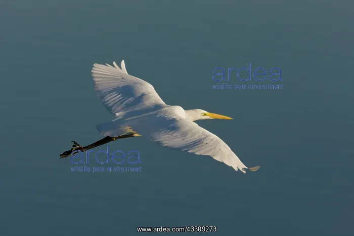 : Great White Egret / Common / Large Egret / Great White Heron : Great White Egret / Common / Large Egret / Great White Heron