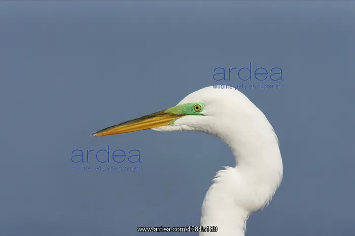 : Great White Egret - Cose up, showing breeding plumage : Great White Egret - Cose up, showing breeding plumage
