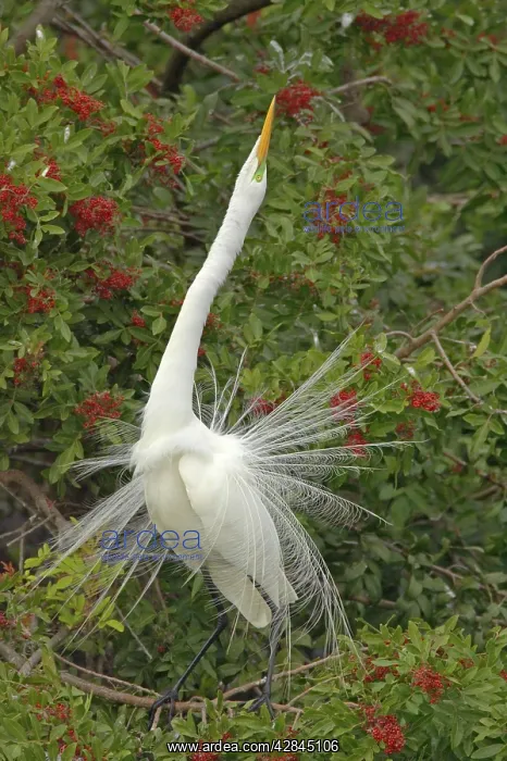 : Great White Egret - Displaying in tree : Great White Egret - Displaying in tree