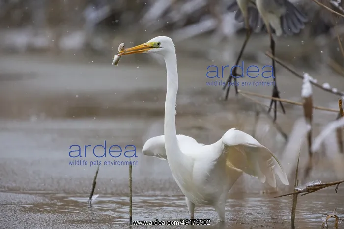 : Great White Egret (Egretta alba) Germany : Great White Egret (Egretta alba) Germany