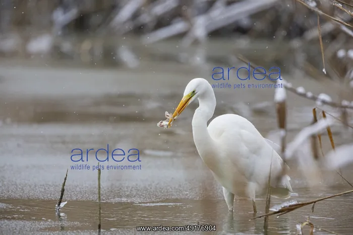 : Great White Egret (Egretta alba) Germany : Great White Egret (Egretta alba) Germany
