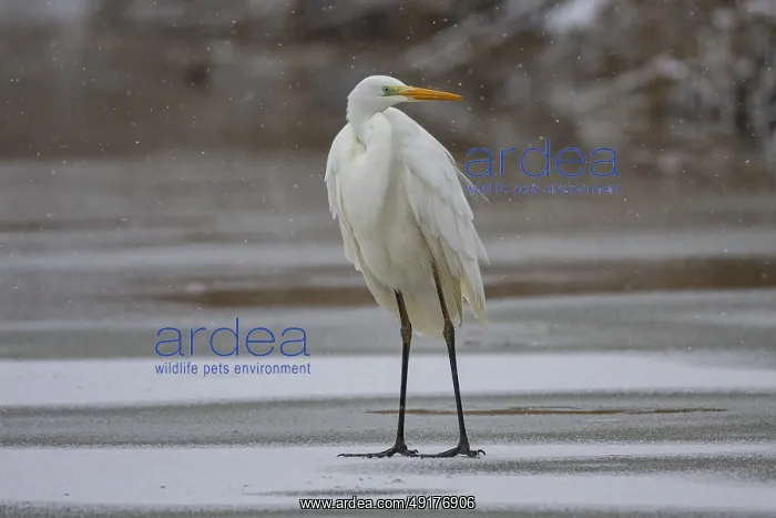 : Great White Egret (Egretta alba) Germany : Great White Egret (Egretta alba) Germany