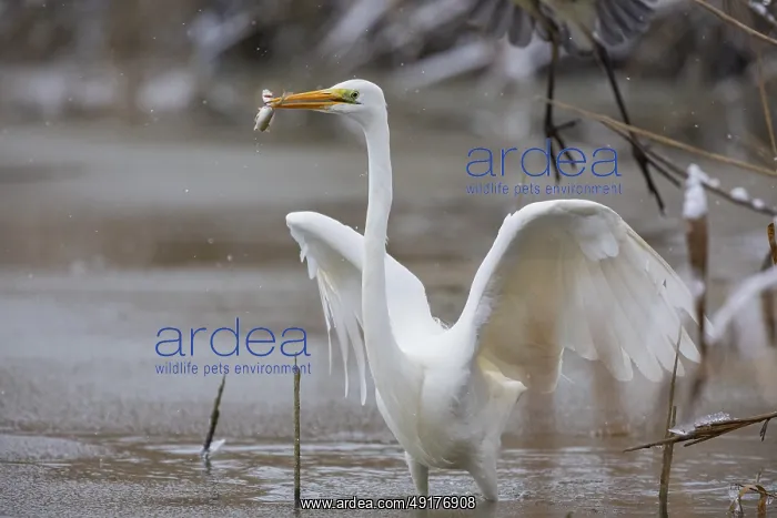: Great White Egret (Egretta alba) Germany : Great White Egret (Egretta alba) Germany