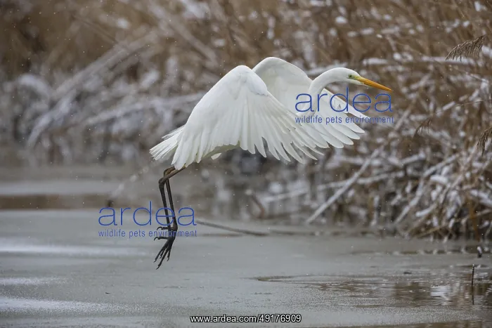 : Great White Egret (Egretta alba) Germany : Great White Egret (Egretta alba) Germany