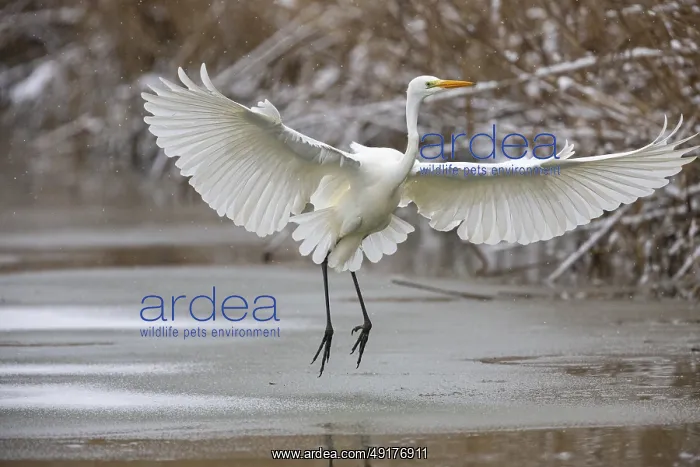 : Great White Egret (Egretta alba) Germany : Great White Egret (Egretta alba) Germany