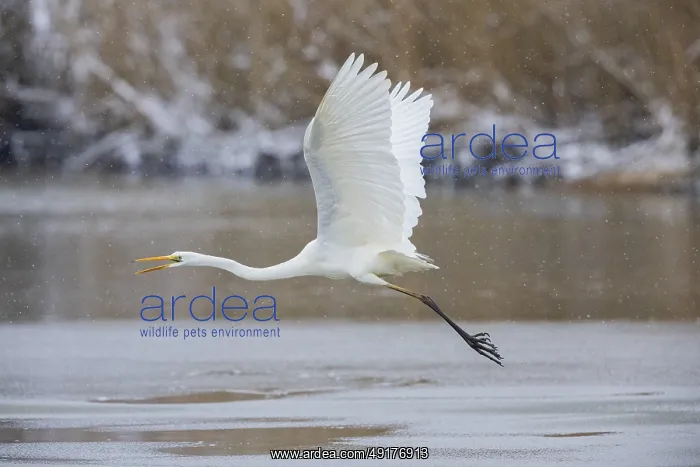 : Great White Egret (Egretta alba) Germany : Great White Egret (Egretta alba) Germany