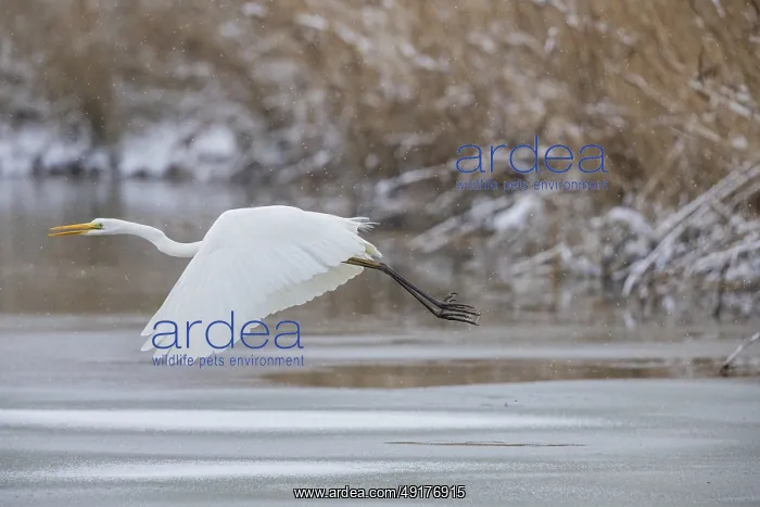 : Great White Egret (Egretta alba) Germany : Great White Egret (Egretta alba) Germany