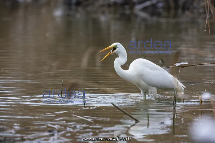 : Great White Egret (Egretta alba) Germany : Great White Egret (Egretta alba) Germany