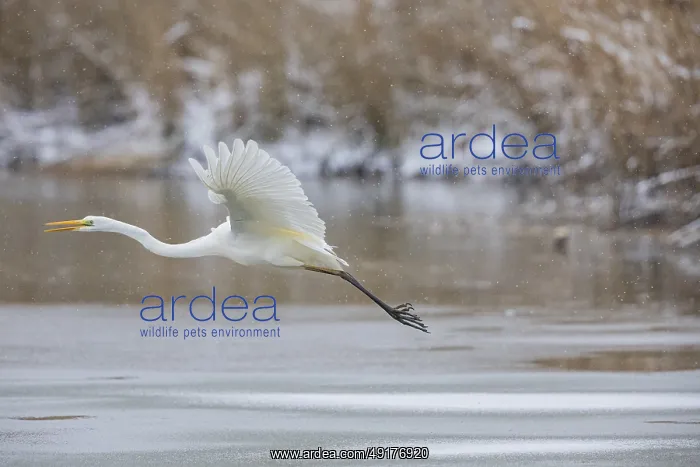 : Great White Egret (Egretta alba) Germany : Great White Egret (Egretta alba) Germany