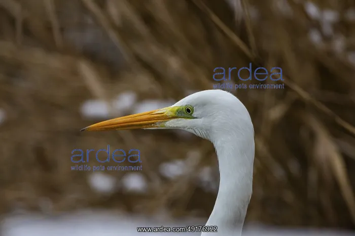 : Great White Egret (Egretta alba) Germany : Great White Egret (Egretta alba) Germany