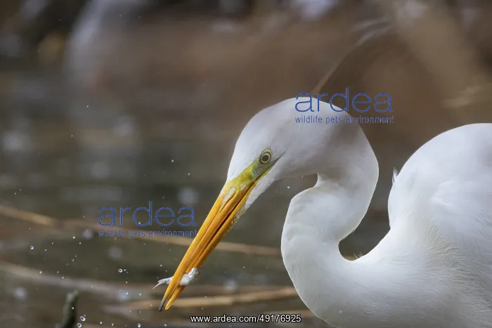 : Great White Egret (Egretta alba) Germany : Great White Egret (Egretta alba) Germany