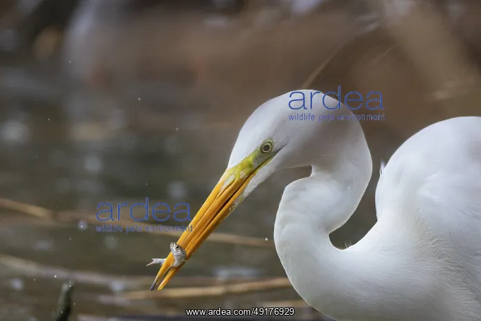 : Great White Egret (Egretta alba) Germany : Great White Egret (Egretta alba) Germany