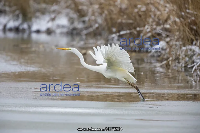 : Great White Egret (Egretta alba) Germany : Great White Egret (Egretta alba) Germany