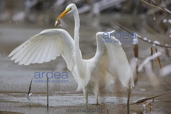 : Great White Egret (Egretta alba) Germany : Great White Egret (Egretta alba) Germany