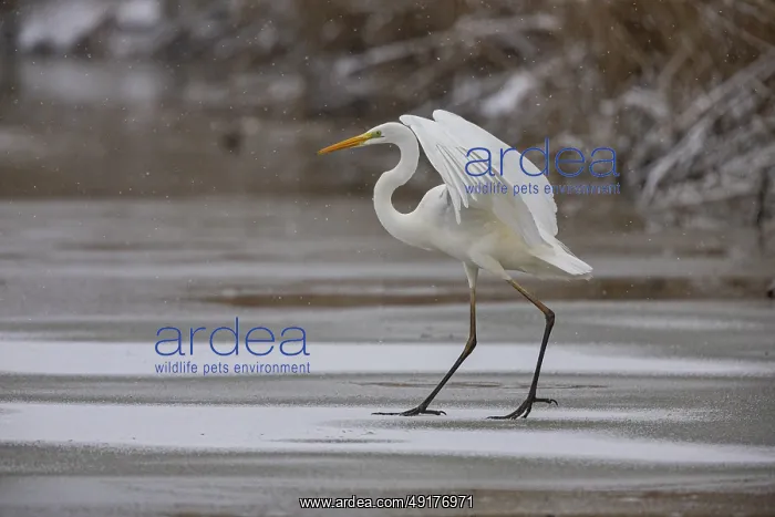 : Great White Egret (Egretta alba) Germany : Great White Egret (Egretta alba) Germany