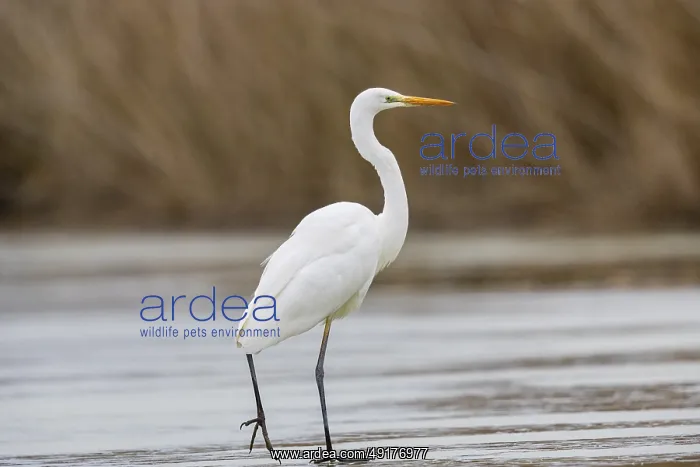  : Great White Egret (Egretta alba) Germany