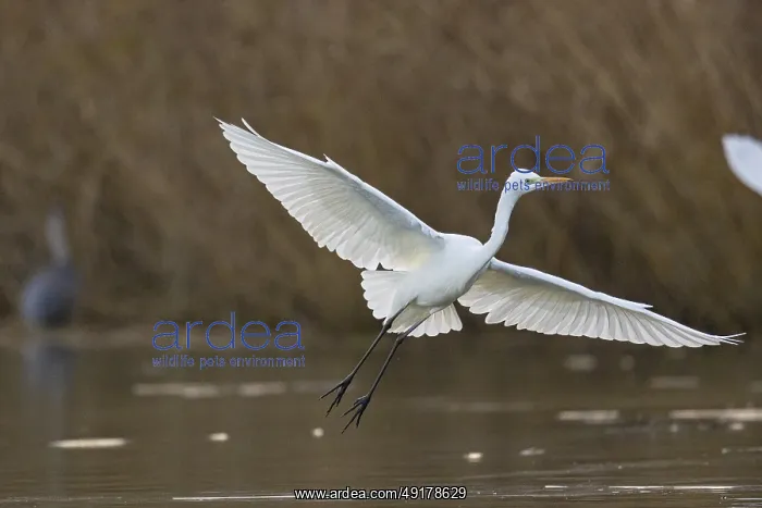 : Great White Egret (Egretta alba) Germany : Great White Egret (Egretta alba) Germany