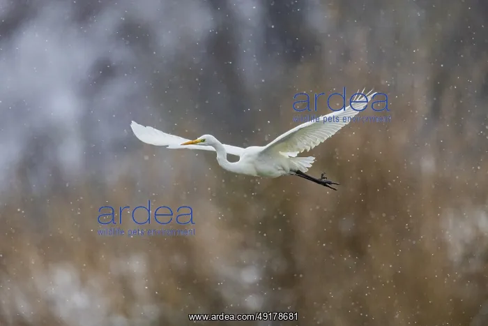 : Great White Egret (Egretta alba) Germany : Great White Egret (Egretta alba) Germany